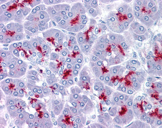 IHC - EMA / MUC1 Antibody ALS13269